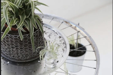 plant