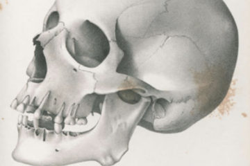 skull